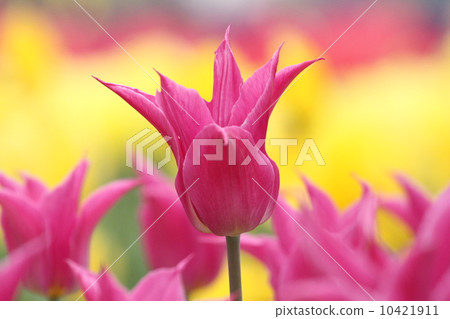 鬱金香 10421911