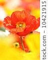 罌粟 10421915