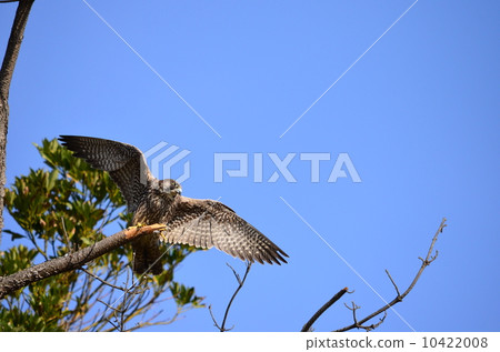 年輕的獵鷹♪ 10422008