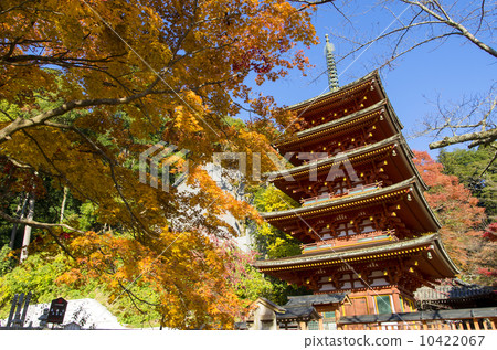 Five-fold colored leaves of Hase-dera Temple 10422067