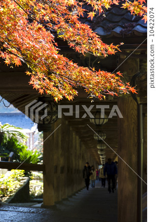 The autumn leaves of Hase-dera Temple 10422074