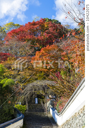 Autumn leaves of Hase-dera Temple Autumn leaves of Hase-dera Temple 10422075