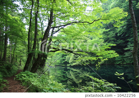 Shirakami Mountain May morning Shirakami Mountain May morning 10422256