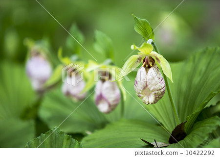 扇脈杓蘭 10422292