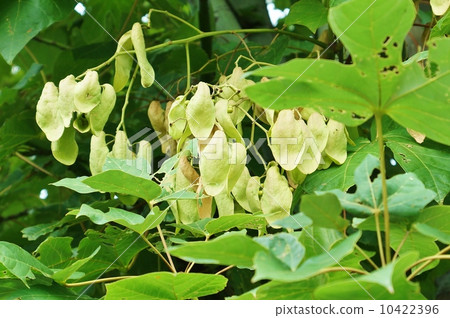 Aochiri的果實和側面位置，葉子類似於真正的泡桐的不尋常的形式 10422396