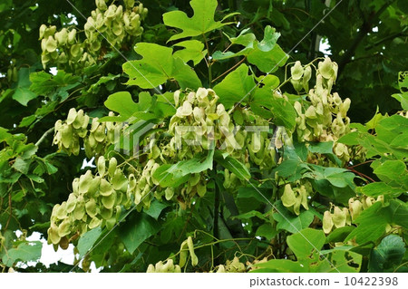 The fruit and lateral position of Aochiri that the leaves resemble the unusual form of the real · paulownia 10422398
