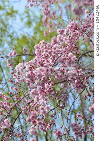 Yao Saki's red branch cherry-blossoms Yao Saki's red branch cherry-blossoms 10422466
