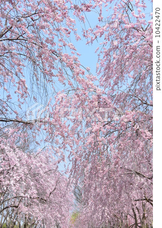 Pink shower Pink shower 10422470