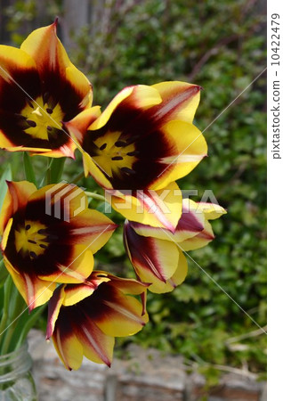 Tulip 10422479