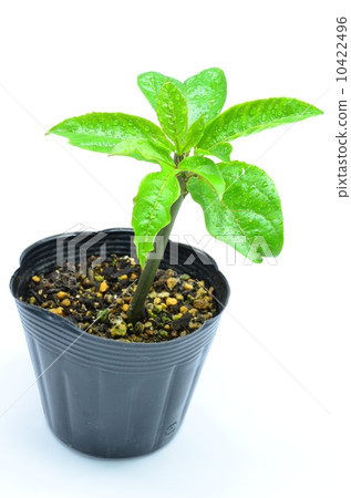 Passion fruit seedlings ♪ 10422496