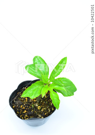 Passion fruit seedlings ♪ 10422501