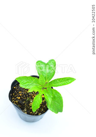 百香果苗♪ 10422505