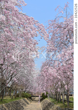 Sakura's flower tunnel Sakura's flower tunnel 10422526