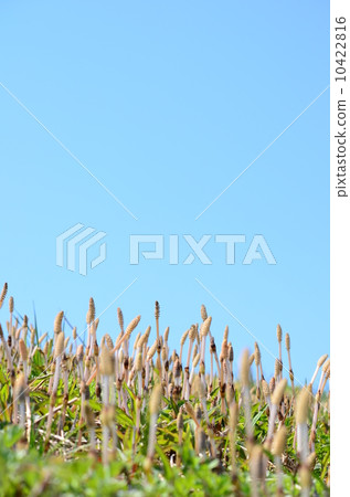 The horsetail on the bank is ♪ The horsetail on the bank is ♪ 10422816