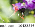 花叢中的蝴蝶 10422836