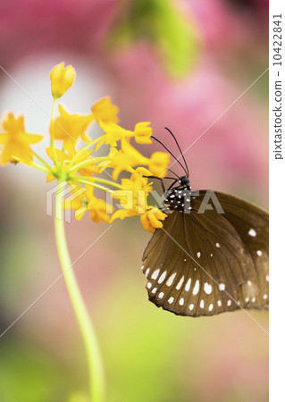 Beautiful butterfly Beautiful butterfly 10422841