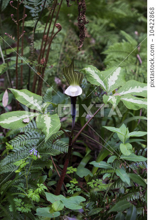 YUKIMOCHISOU YUKIMOCHISOU 10422868