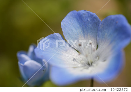 Nemophila Nemophila 10422872
