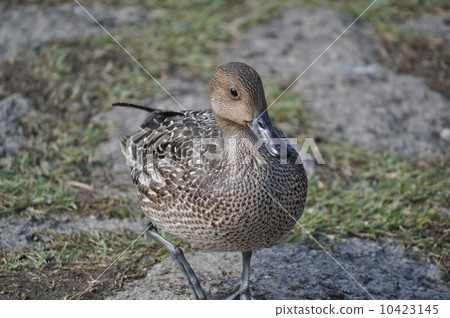 Walking female female 10423145