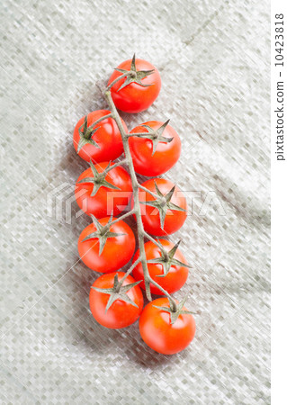Branch of tomatoes from above 10423818
