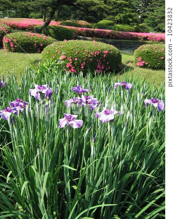 Ninomaru花園的虹膜和杜鵑花 10423832