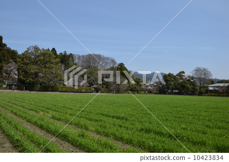 Oku Sagano的麥田 Oku Sagano的麥田 10423834