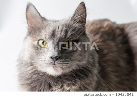 Very serious gray cat looking at camera Very serious gray cat looking at camera 10423841