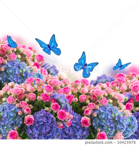 bunch of roses and  hortensia flowers with betterflies 10423978
