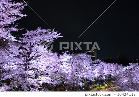 櫻花 櫻花 10424112