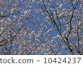 櫻花 10424237