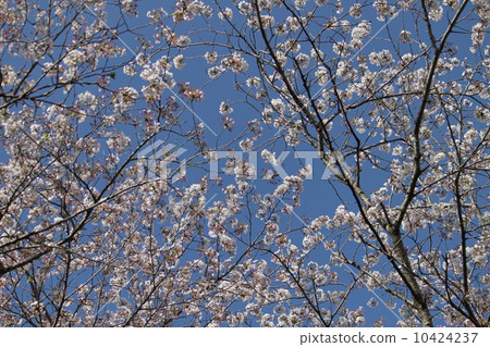 櫻花 櫻花 10424237