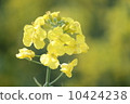 什麼花 10424238