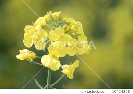 什麼花 什麼花 10424238
