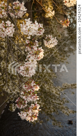 櫻桃樹 10424324