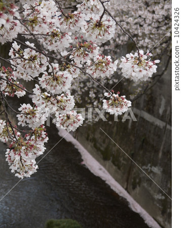 Cherry Blossoms Cherry Blossoms 10424326