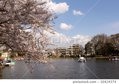 Sakuraike Park 10424374