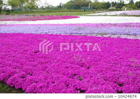 薄荷櫻桃樹 10424674