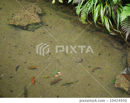 魚和蟹 魚和蟹 10424930