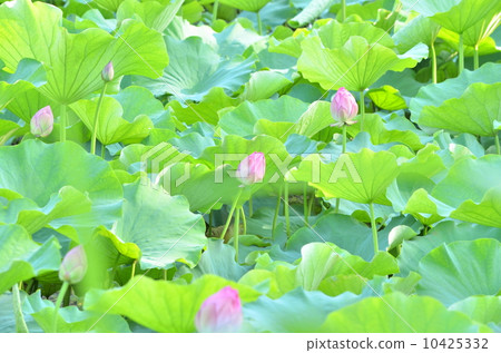 蓮花的芽 蓮花的芽 10425332