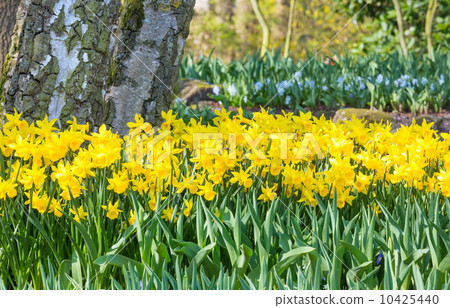 Yellow daffodils Yellow daffodils 10425440