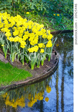 Yellow daffodils Yellow daffodils 10425446