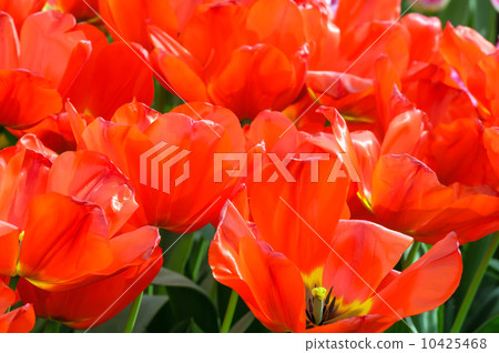 Beautiful red tulips (closeup) 10425468