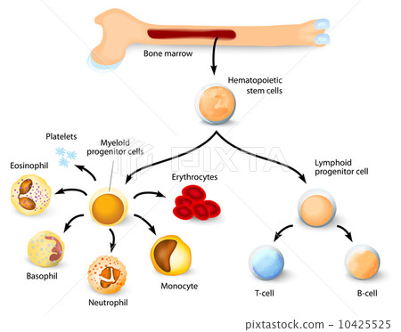 Hematopoietic stem cell 10425525