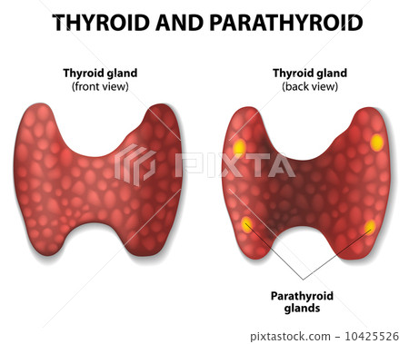 Thyroid and parathyroid. 10425526