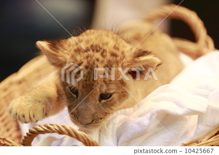 獅子的寶貝 獅子的寶貝 10425667