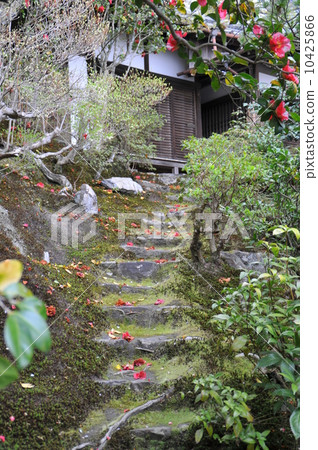 茶花 茶花 10425866