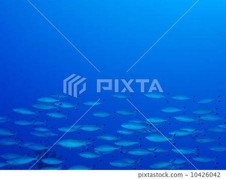 Flock of gluke 10426042