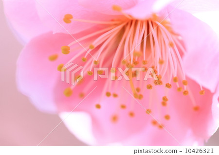 梅花特寫鏡頭 10426321