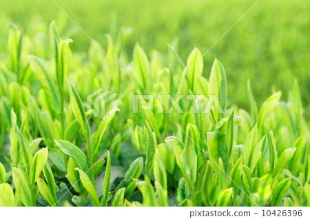New season of tea (Shizuoka tea field) New season of tea (Shizuoka tea field) 10426396