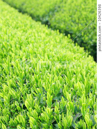 新的茶季(靜岡茶田) 新的茶季(靜岡茶田) 10426398